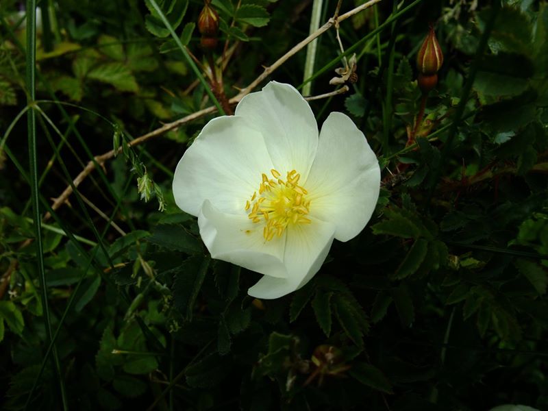 Burnet Rose Rosa pimpinellifolia Drughaig veg