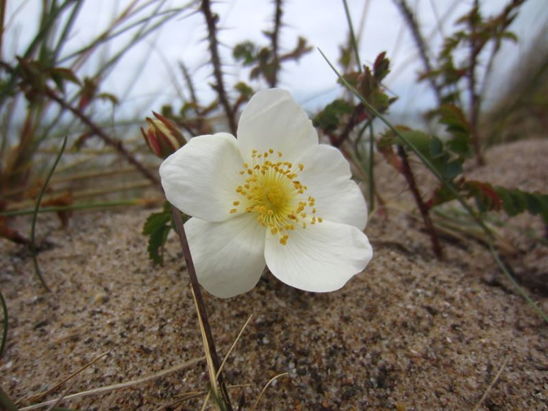 Burnet Rose Rosa pimpinellifolia Drughaig veg