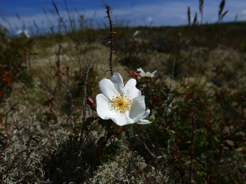 Burnet Rose Rosa pimpinellifolia Drughaig veg