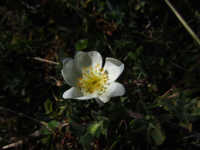 Burnet Rose Rosa pimpinellifolia Drughaig veg