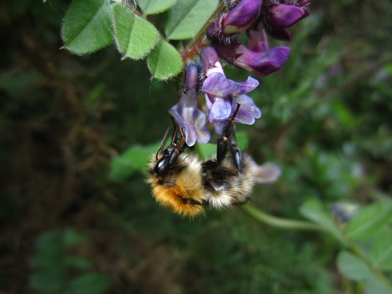 Bush Vetch Vicia sepium Pishyr ny thammagyn