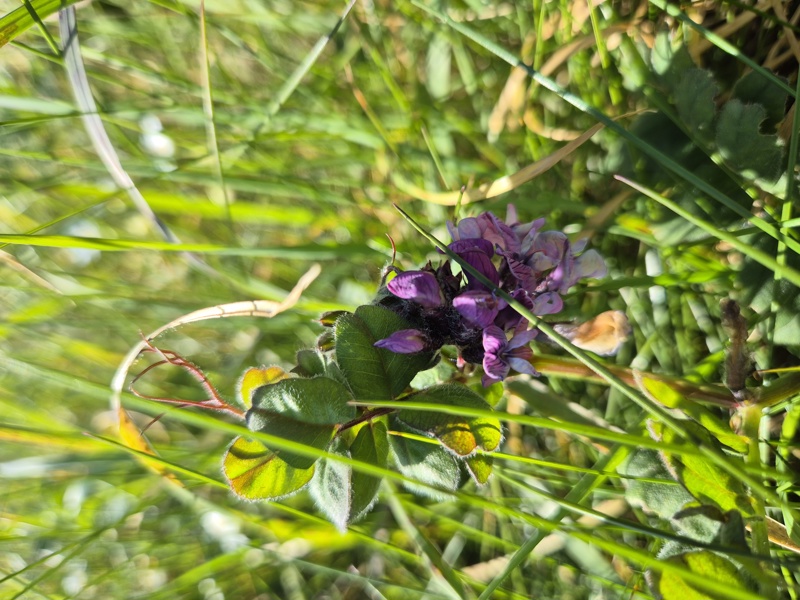 Bush Vetch Vicia sepium Pishyr ny thammagyn