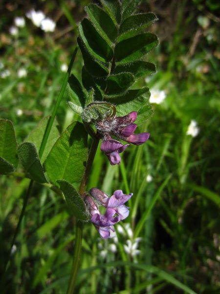 Bush Vetch Vicia sepium Pishyr ny thammagyn