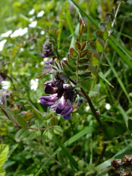 Bush Vetch Vicia sepium Pishyr ny thammagyn