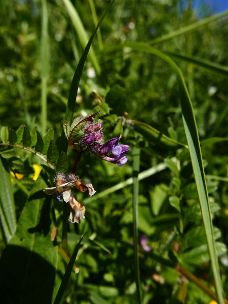 Bush Vetch Vicia sepium Pishyr ny thammagyn