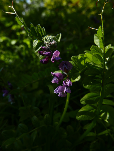 Bush Vetch Vicia sepium Pishyr ny thammagyn