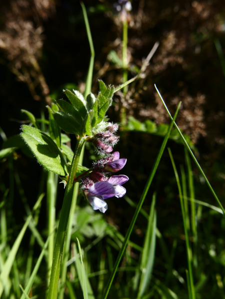 Bush Vetch Vicia sepium Pishyr ny thammagyn