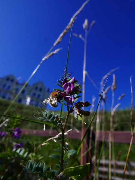 Bush Vetch Vicia sepium Pishyr ny thammagyn