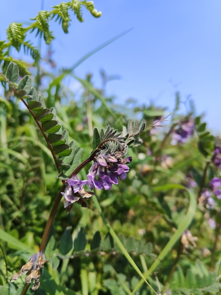 Bush Vetch Vicia sepium Pishyr ny thammagyn