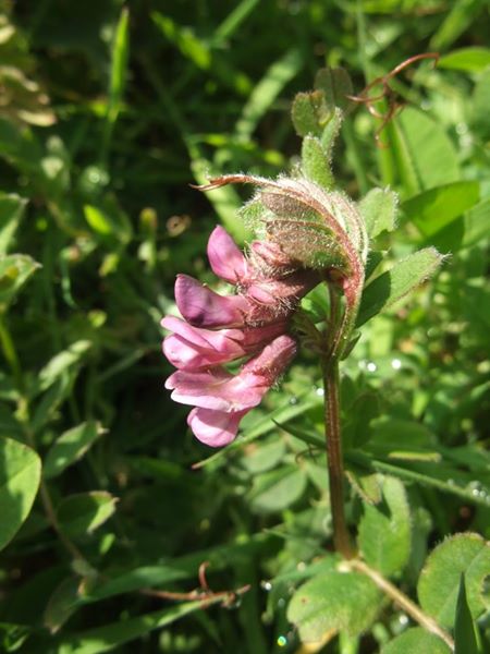 Bush Vetch Vicia sepium Pishyr ny thammagyn