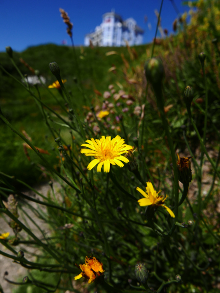 Cat's-ear Hypochaeris radicata Cleaysh-chiyt