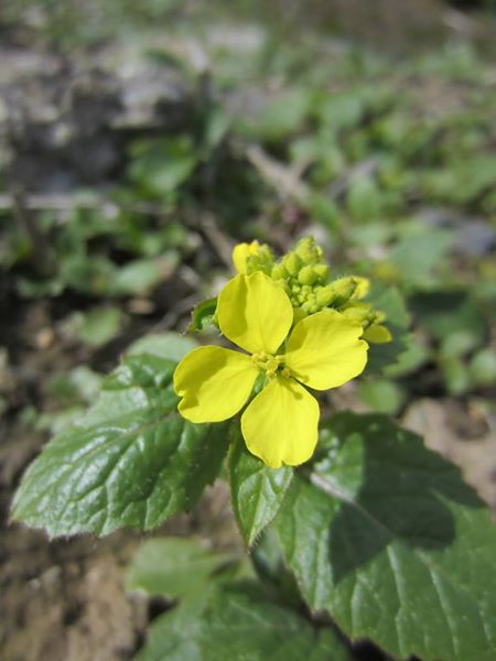 Charlock Sinapis arvensis brashlagh