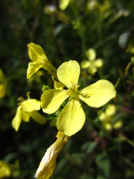 Charlock Sinapis arvensis brashlagh