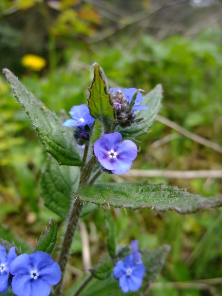 Green Alkanet Pentaglottis sempervirens Boglys Spaainagh