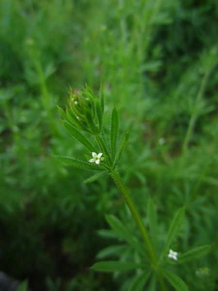 Cleavers Galium aparine Garvane-guiy