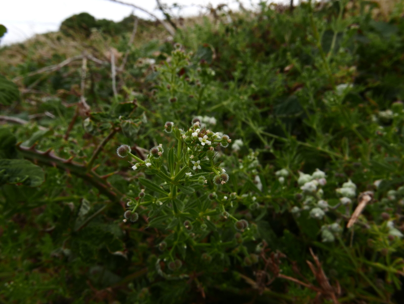 Cleavers Galium aparine Garvane-guiy