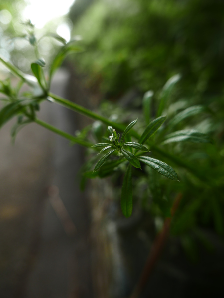 Cleavers Galium aparine Garvane-guiy