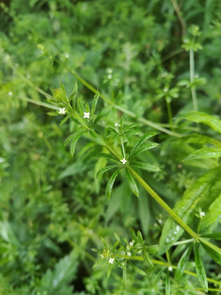 Cleavers Galium aparine Garvane-guiy