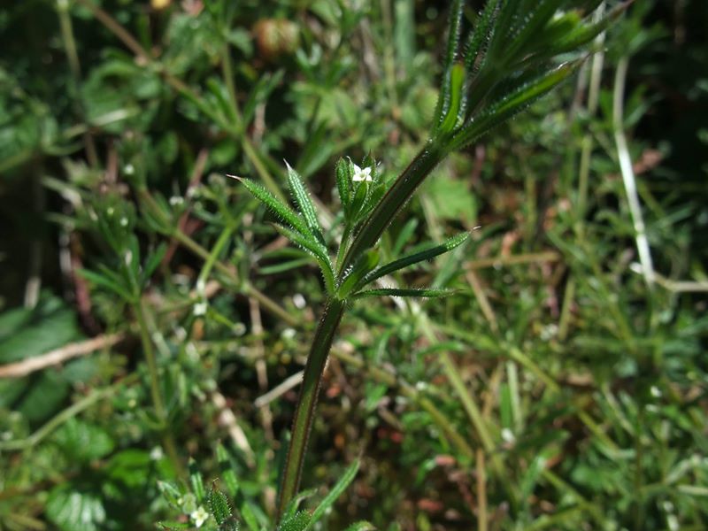 Cleavers Galium aparine Garvane-guiy