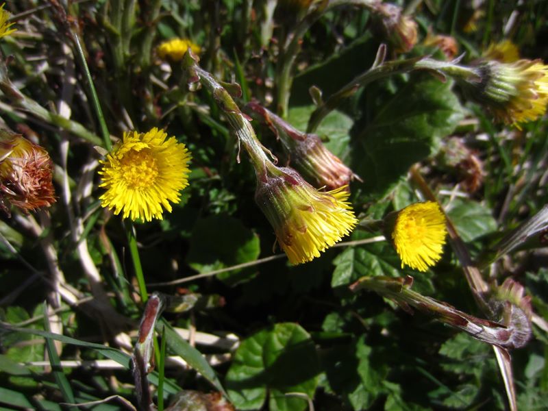 Coltsfoot Tussilago farfara cabbag ny hawin