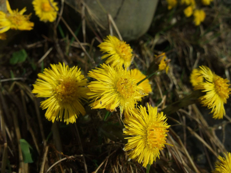 Coltsfoot Tussilago farfara cabbag ny hawin