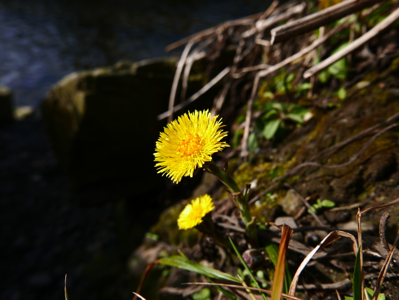 Coltsfoot Tussilago farfara cabbag ny hawin