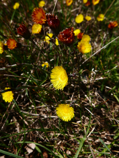 Coltsfoot Tussilago farfara cabbag ny hawin