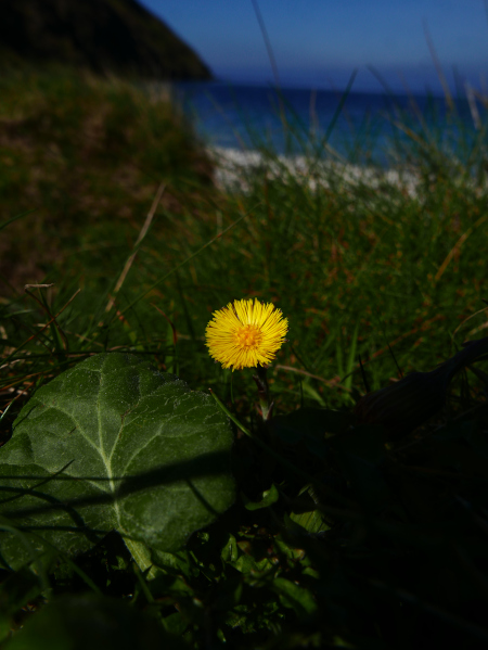 Coltsfoot Tussilago farfara cabbag ny hawin