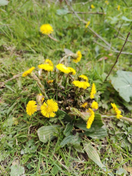 Coltsfoot Tussilago farfara cabbag ny hawin