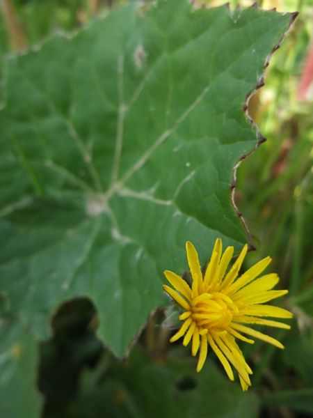 Coltsfoot Tussilago farfara cabbag ny hawin