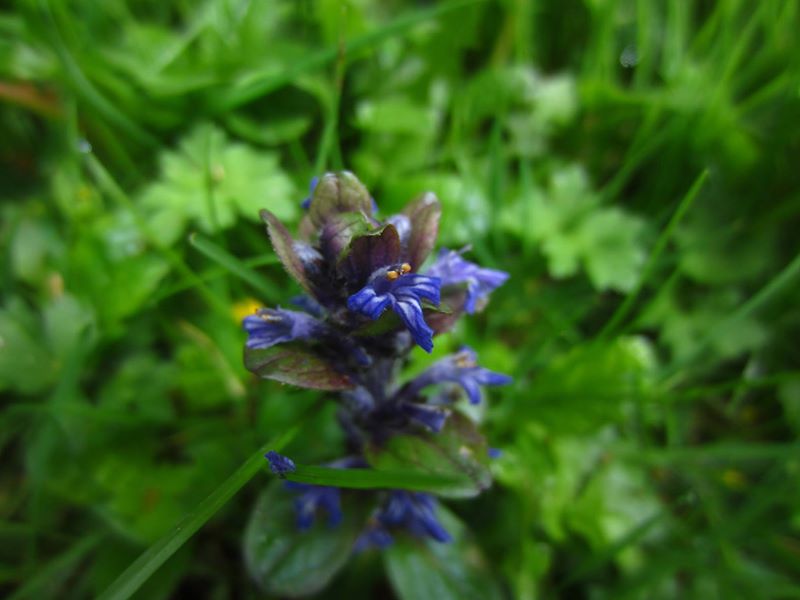 Common Bugle Ajuga reptans Glassyr keylley