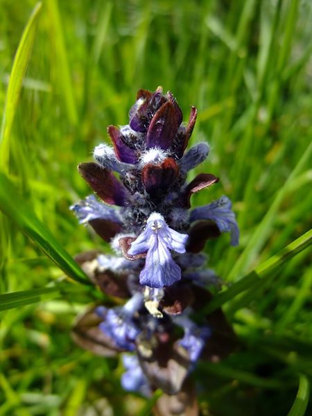 Common Bugle Ajuga reptans Glassyr keylley