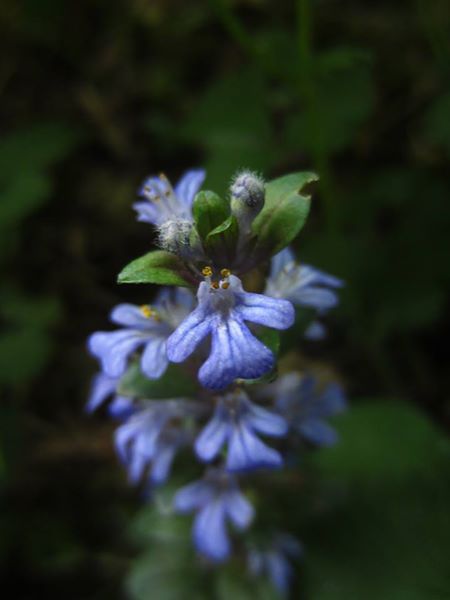 Common Bugle Ajuga reptans Glassyr keylley