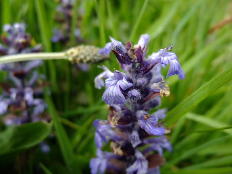 Common Bugle Ajuga reptans Glassyr keylley