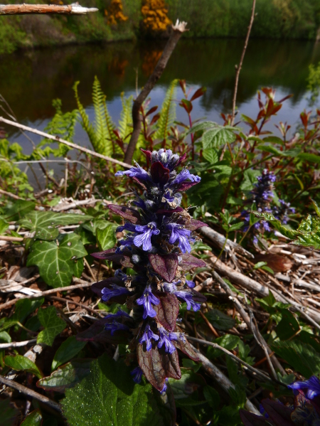 Common Bugle Ajuga reptans Glassyr keylley