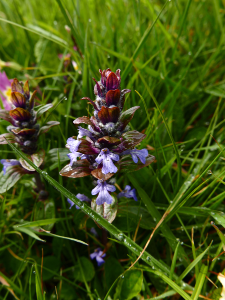 Common Bugle Ajuga reptans Glassyr keylley