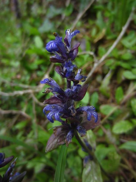 Common Bugle Ajuga reptans Glassyr keylley