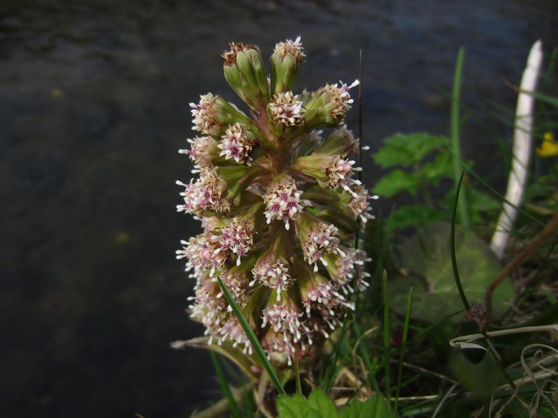 Common Butterbur Petasites Hybridus gallan mooar