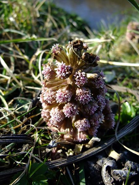 Common Butterbur Petasites Hybridus gallan mooar