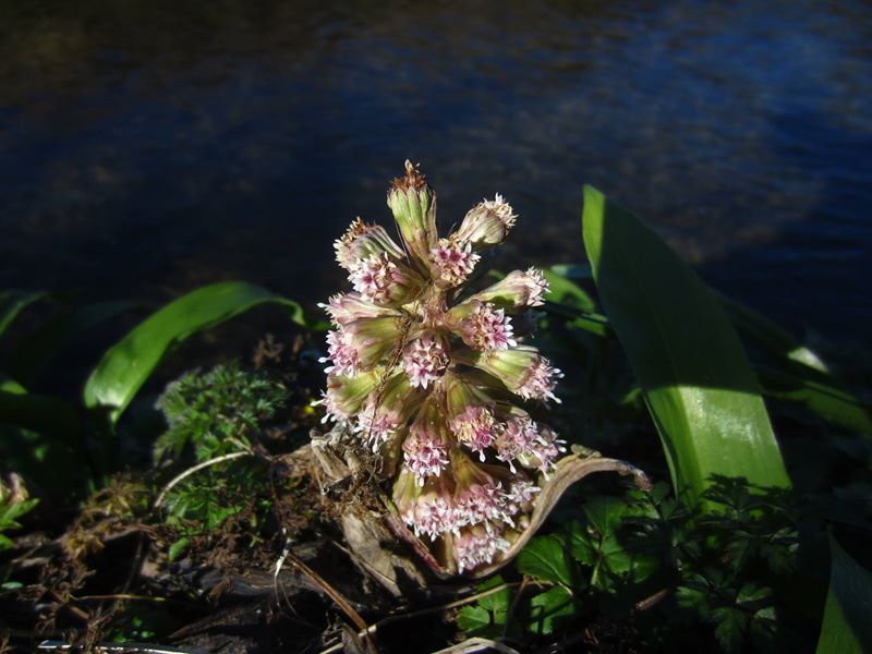 Common Butterbur Petasites Hybridus gallan mooar