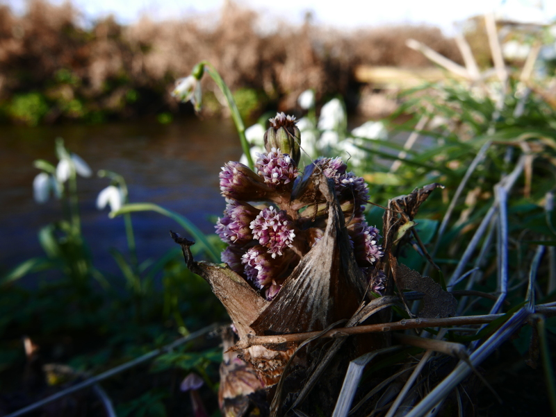 Common Butterbur Petasites Hybridus gallan mooar