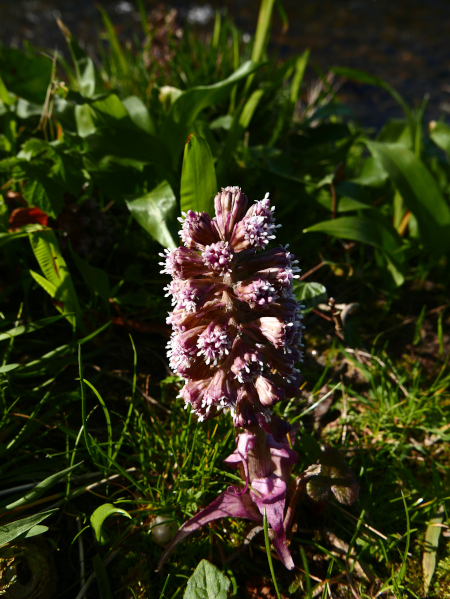 Common Butterbur Petasites Hybridus gallan mooar