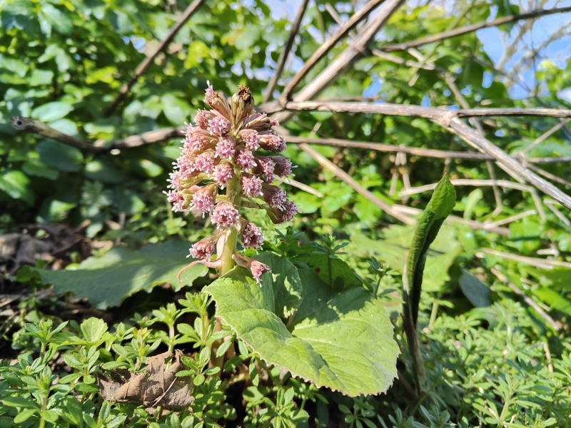 Common Butterbur Petasites Hybridus gallan mooar