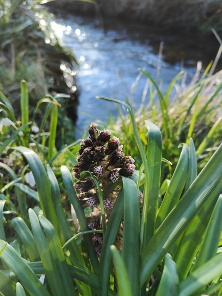 Common Butterbur Petasites Hybridus gallan mooar