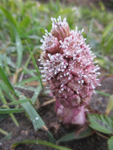 Common Butterbur Petasites Hybridus gallan mooar