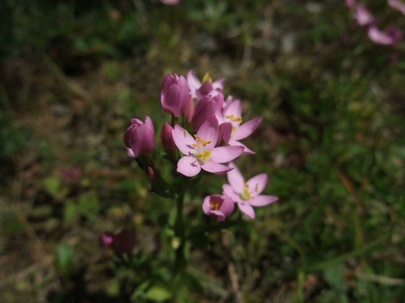 Common Centaury Centaurium erythraea Keim-Chreest