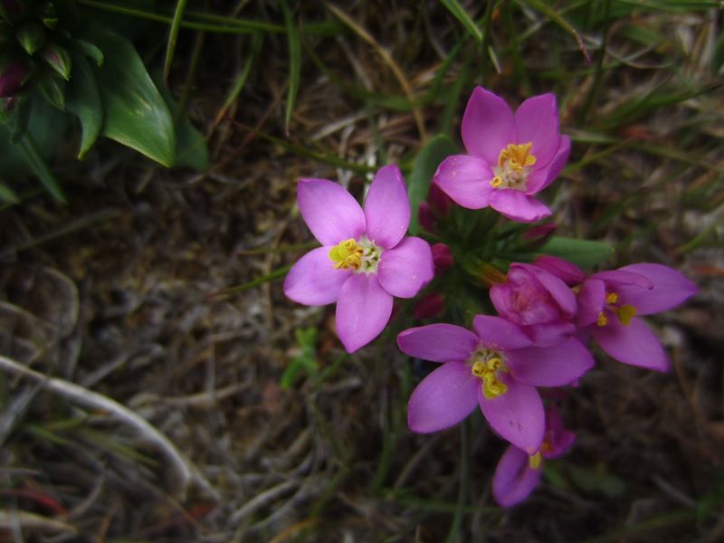 Common Centaury Centaurium erythraea Keim-Chreest