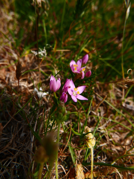 Common Centaury Centaurium erythraea Keim-Chreest