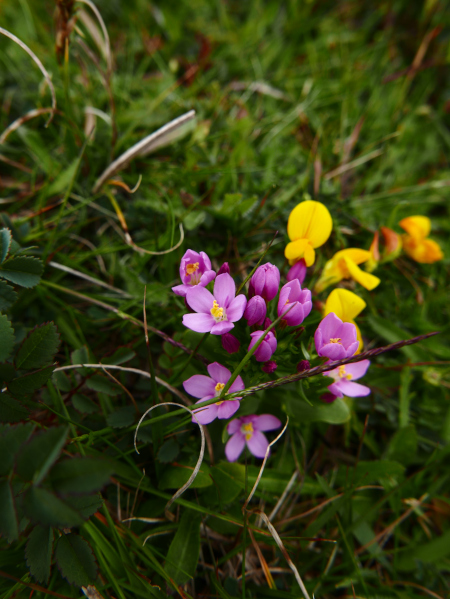 Common Centaury Centaurium erythraea Keim-Chreest