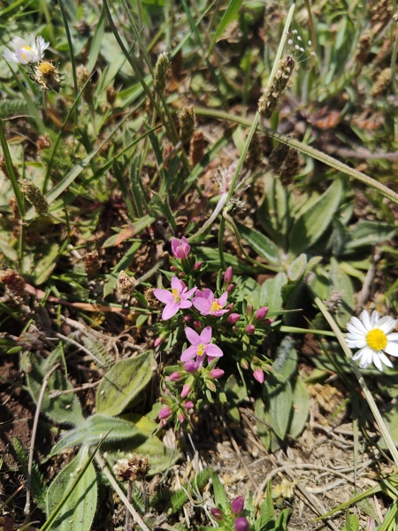 Common Centaury Centaurium erythraea Keim-Chreest